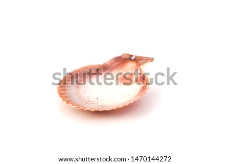 Close up of ocean shell isolated on white background.