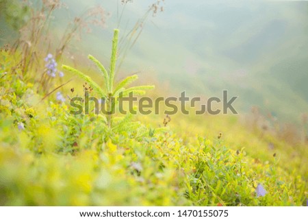 Closeup of Christmas tree against blur background of nature. Free space for design.