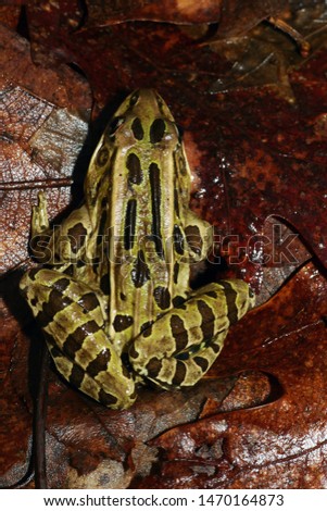 Dorsal (back) view of a Northern Leopard Frog showing its distinctive stripe and blotch pattern of black spots on a green background. 