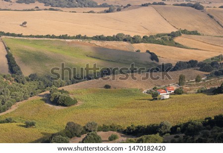 Picture of the wheat and sunflower fields in Cadiz, southern Spain. Mediterranean green and yellow fields. 