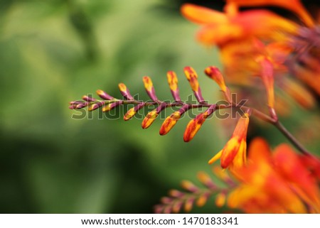 Summer yellow and orange flowers. Abstract background. Closeup.