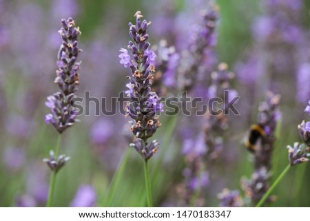Blooming Lavenders. Natural background. Close up.
