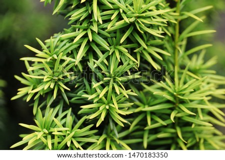 Evergreen plant. Abstract background. Closeup.