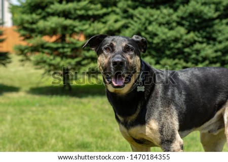 Photo of Labrador Retriever/German Shepard dog looking at you on a sunny, summer day.