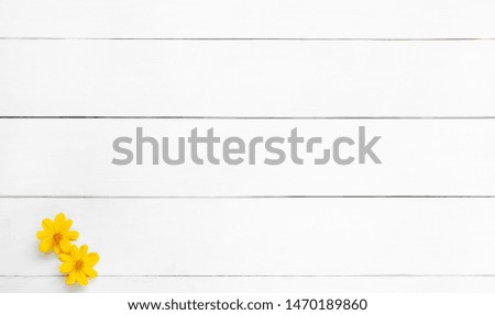 White wood floor texture and background. Yellow flower on white wood backdrop.