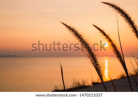 Grass and golden light at sun rise on sea