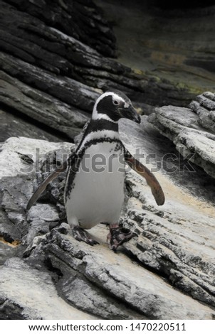 Penguin walking over a rock