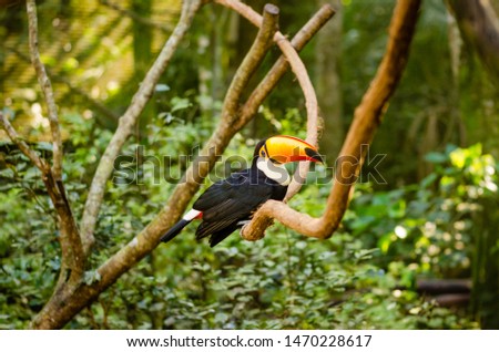 Toucan resting on a branch