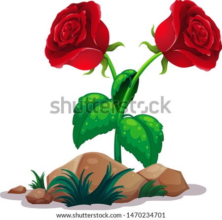 Two red roses on white background illustration