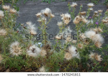 
Fluff of American thistle blooming on the roadside.