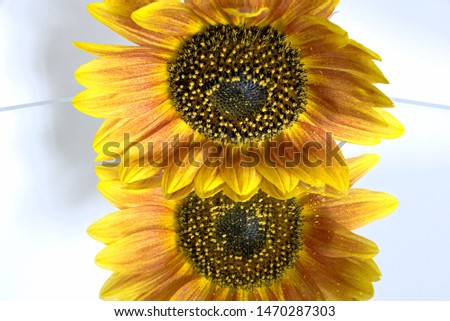 Picture of a sunflower on mirrored floor