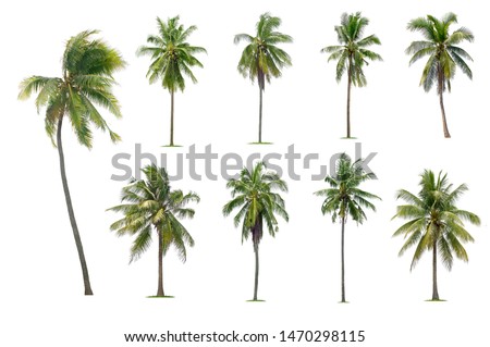coconut trees on white background Royalty-Free Stock Photo #1470298115