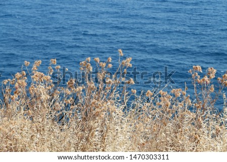 Plants on the Cote D’Azur