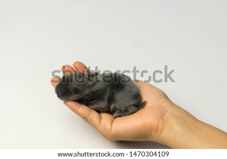 A newborn black Holland lop rabbit in hand.