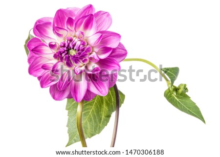 Single pink dahlia flower isolated on a white background