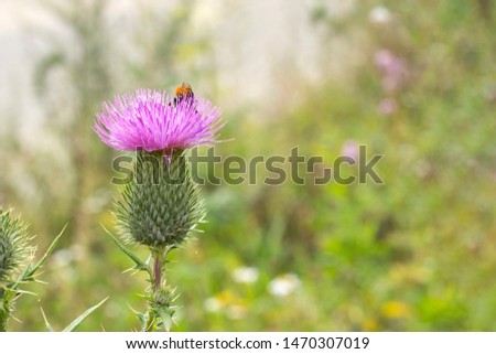 Cirsium vulgare - Spear Thistle burdock blooming, lilac petals on a large green thorn. One wild flower on a background of foliage grass, background wallpaper banner