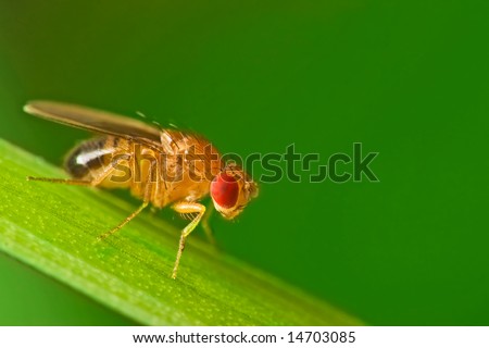 Male common fruit fly (Drosophila Melanogaster) sitting on a blade of grass with green foliage background Royalty-Free Stock Photo #14703085