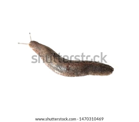 Slugs or leeches in the garden of your on isolate.
