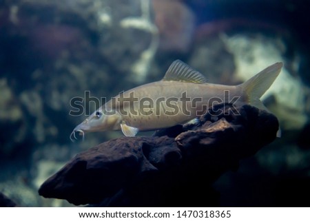 TIGER LOACH or Botia helodes fish in the aquarium of thailand