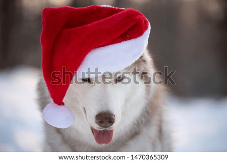 Close-up Portrait of cute, funny and happy Siberian Husky dog with closed eyes sitting in the winter fairy forest and wearing red christmas santa claus hat at golden sunset