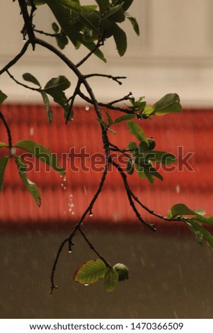 Guava fruit in rain/ raindrops