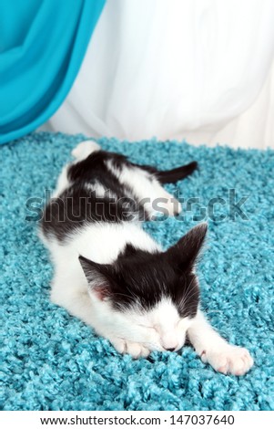 Sleeping kitten on blue carpet