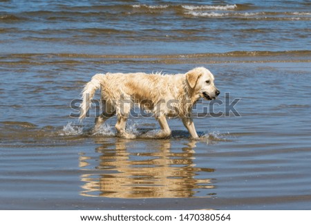 Champion Golden Retriever at the Beach on the Baltic Sea