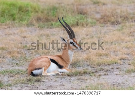 Thomson’s gazelle sitting in the grass in Africa, portrait
 Royalty-Free Stock Photo #1470398717
