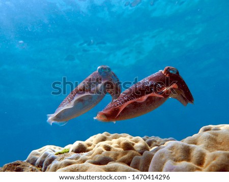 beautiful cuttlefish corals and blue water