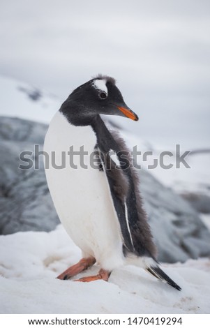 Gentoo penguin portrait on the snow. Antarctic summer, Peninsula
