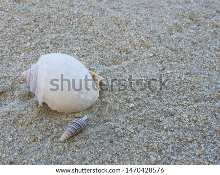 Seashell on sandy beach Thailand over seascape background