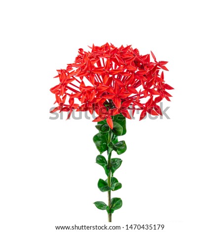 Beautiful red flower spike whit Green leaves isolated on white background