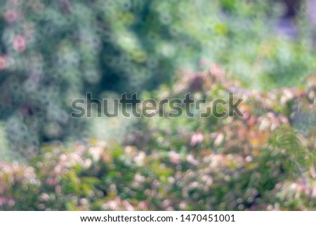 
Defocused image with bokeh effect of summer trees on a sunny day.