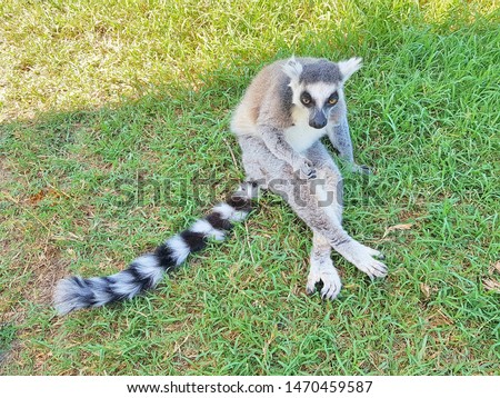 Rest in the shadow of the Lemur