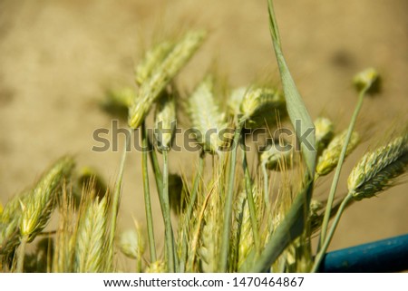 Ears of rye lie on the background of concrete. Beautiful natural background. Harvest season. Substrate. blank for postcards.