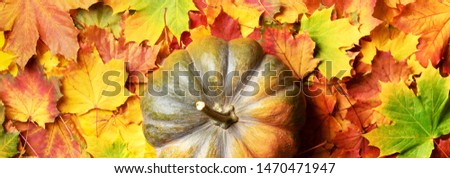 Big pumpkin on colorful fallen leaves background. Top view. Copy space for advertising. Sunny day, warm weather. Gold cozy autumn, Thanksgiving day concept.