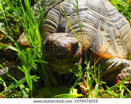 
A turtle hiding in the grass Macro