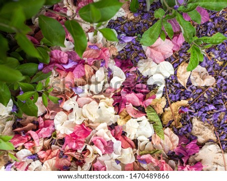 Beautiful floral organic background. Color photography.