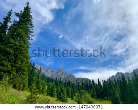 Forest of Tien Shan fir trees against the background of rocky mountain peaks, Shymbulak, Kazakhstan