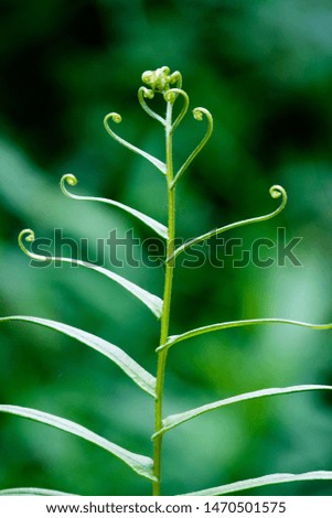 Green Fern leaf in Forest