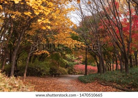 Colorful autumn leaves fallen on the ground,   autumn alley, pathway through red maple and beech trees in public park, seasonal background