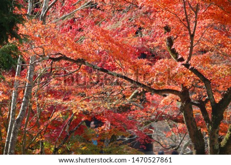 Autumn foliage in Japan - red and orange momiji leaves (maple tree) in Kyoto.