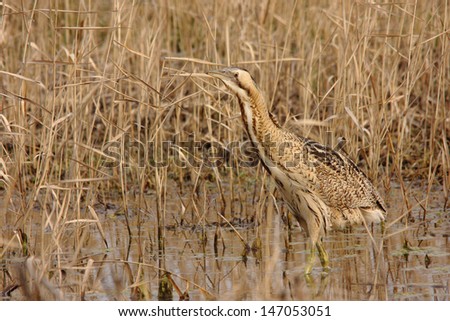 bittern hunting in the marsh