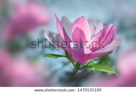 Magnolia flower bloom on background of blurry Magnolia flowers on Magnolia tree.