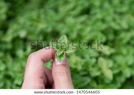 Close up oregano in hand with blurred oregano bush on the background / food ingredient / nature and abstract concept / Close up leaf