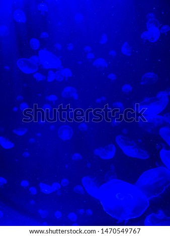 Jellyfish on blue background swimming underwater