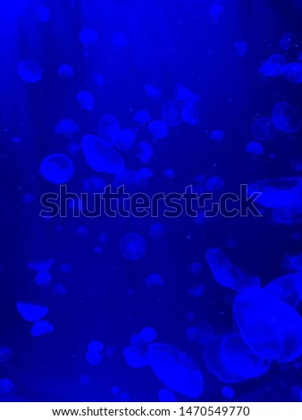 Jellyfish on blue background swimming underwater