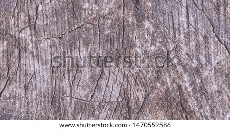 Tree trunk slice background. wood stump background texture. Texture for design. Copy space. deforestation.