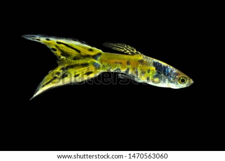 Tiger guppy fish Isolated on Black Background