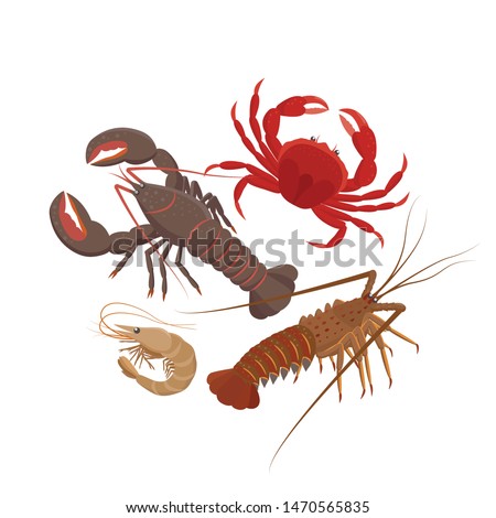 Crustaceans set of vector illustrations in flat design isolated on white background. Lobster, Spiny lobster, Shrimp, Сrab.